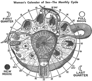 woman calendar
